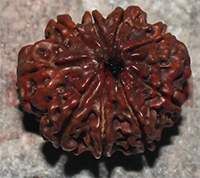 9 mukhi 24 23.8x20.1x16